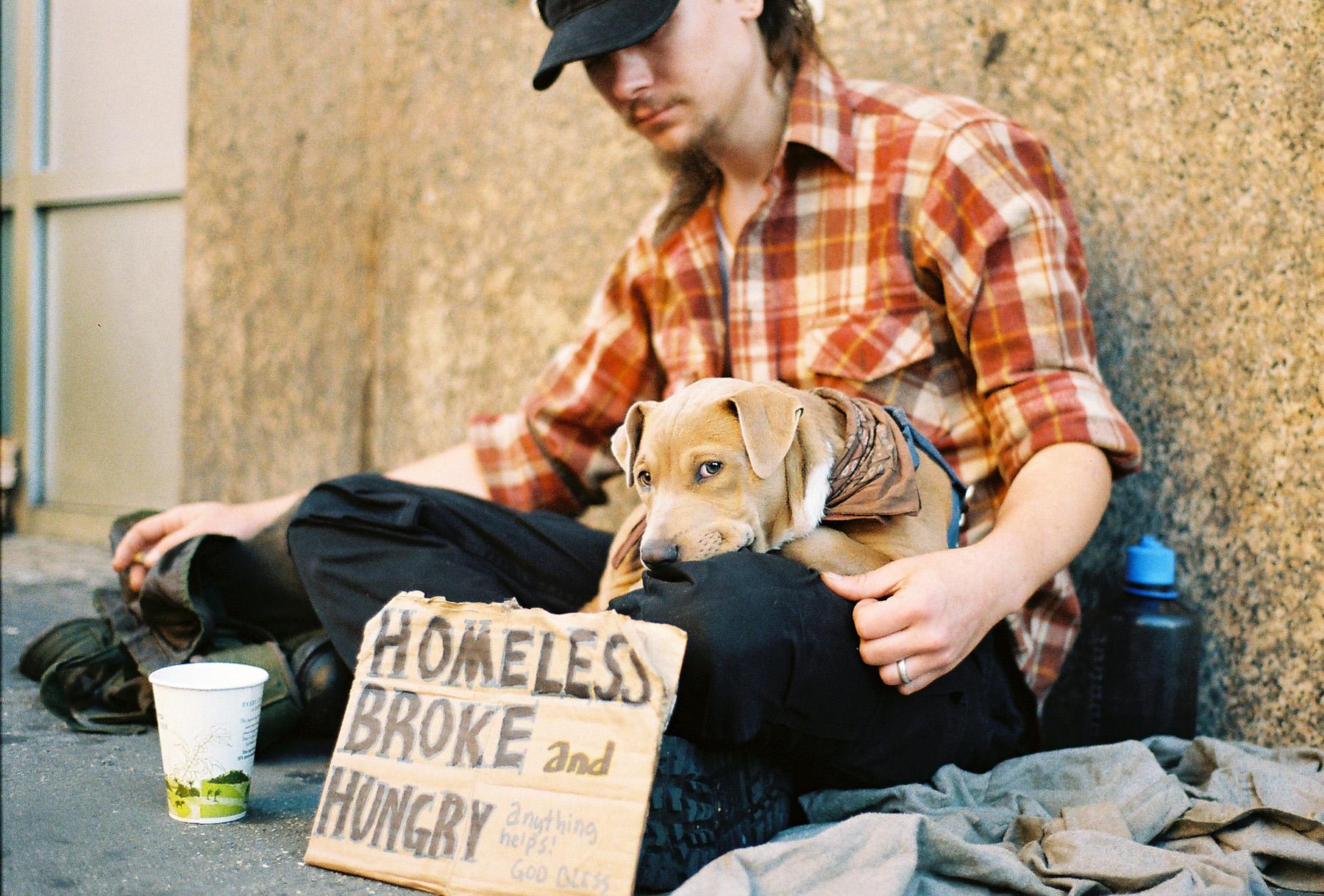 Ann was bitten by a homeless dog. Бездомные картинки.