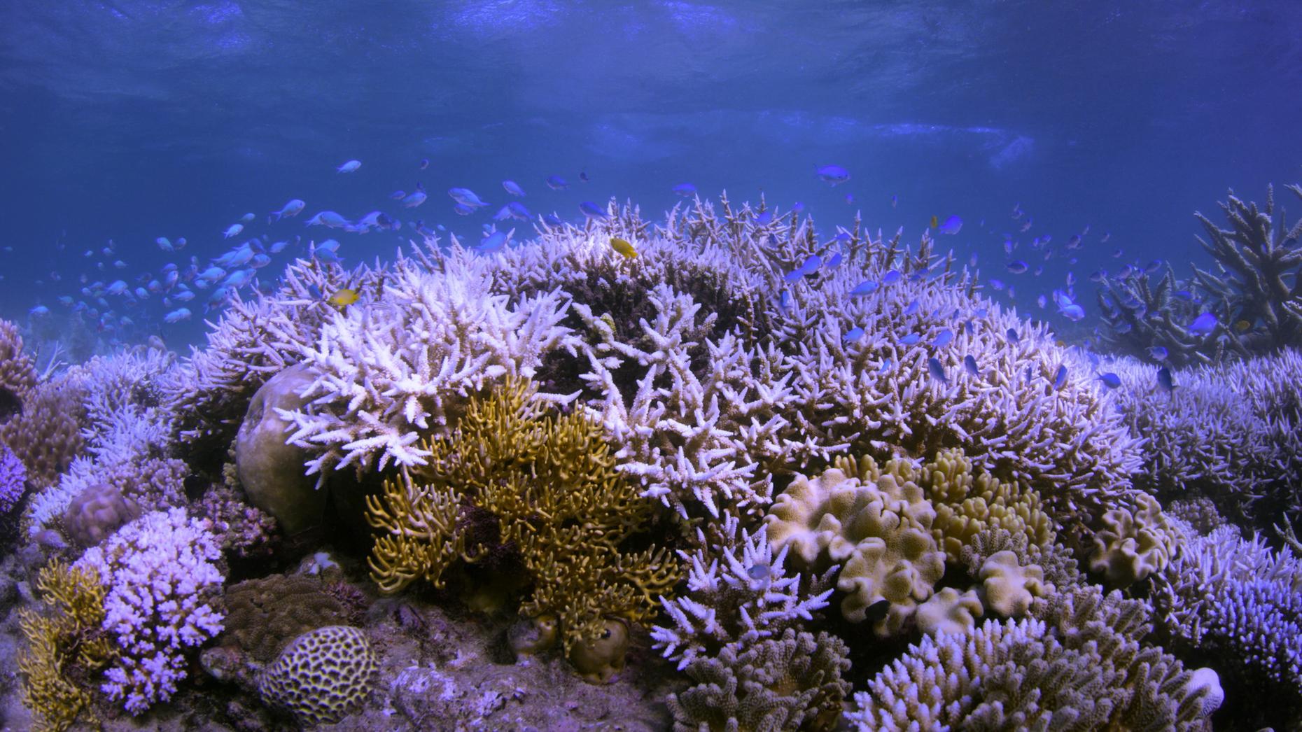 Why Coral Is Dying Around The World | The Leonard Lopate Show | WNYC