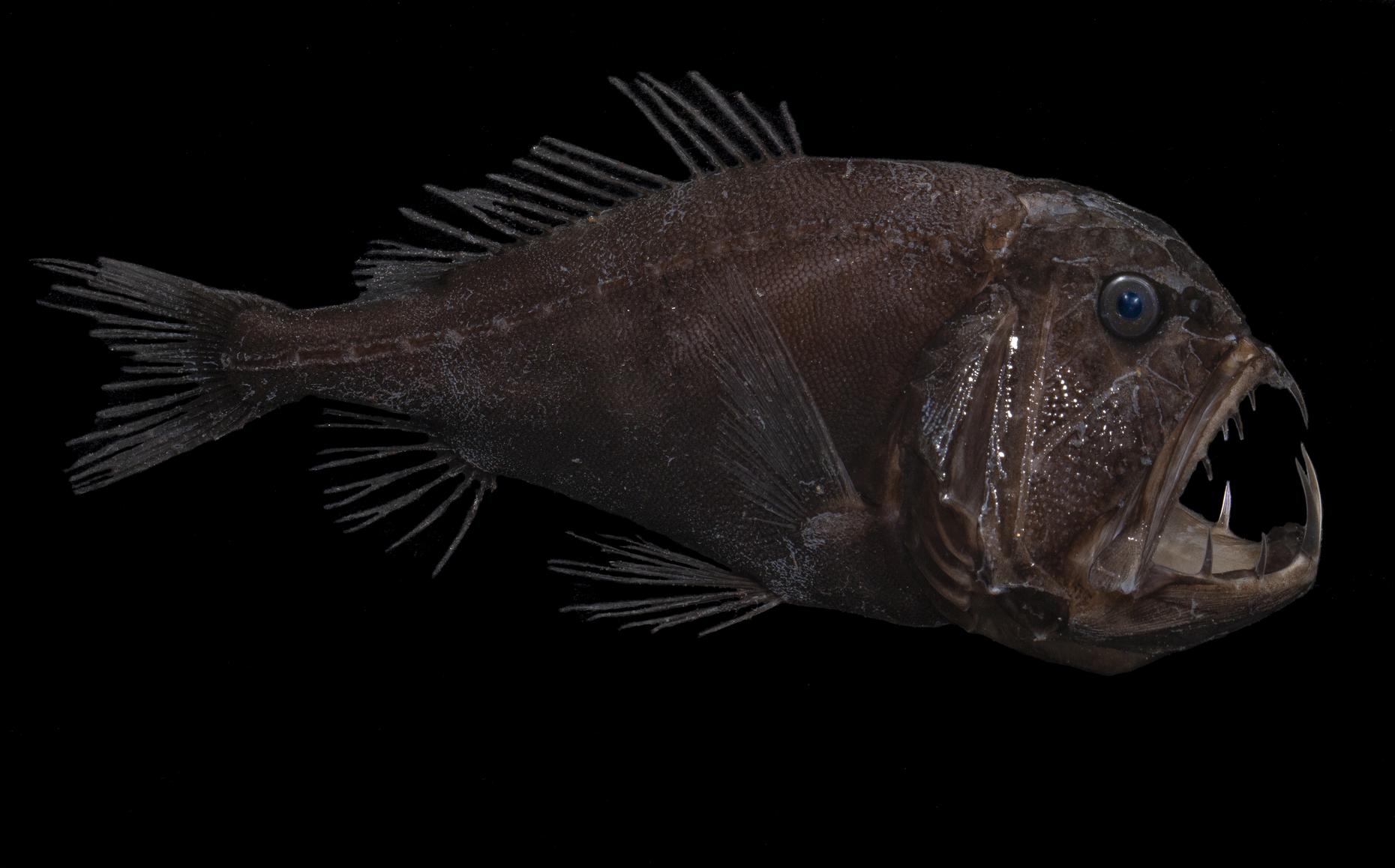 Meet The Freaky Twilight Zone Sea Creatures Eating Our Carbon 