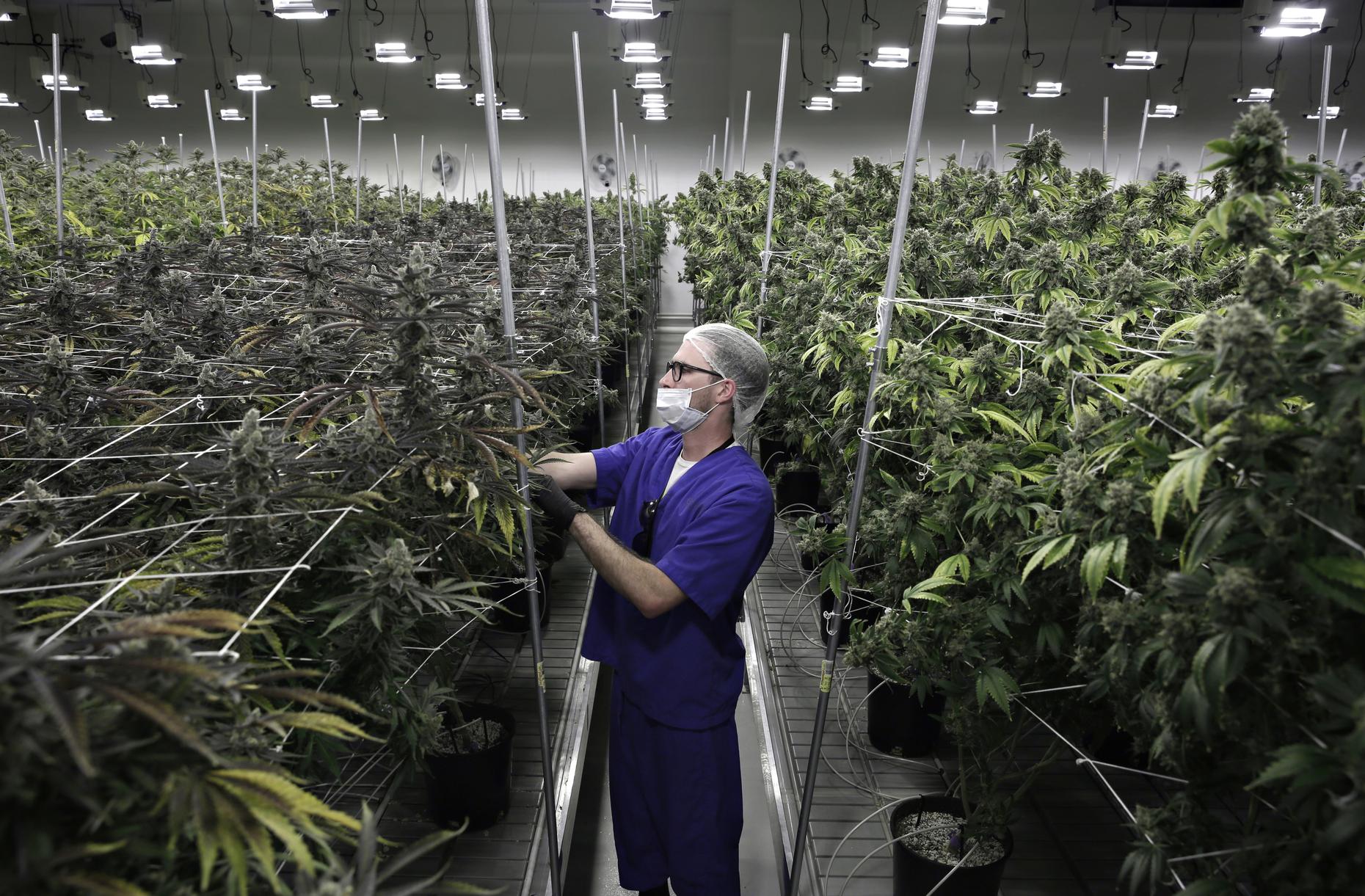Nevada First State to Protect Job Applicants from Marijuana