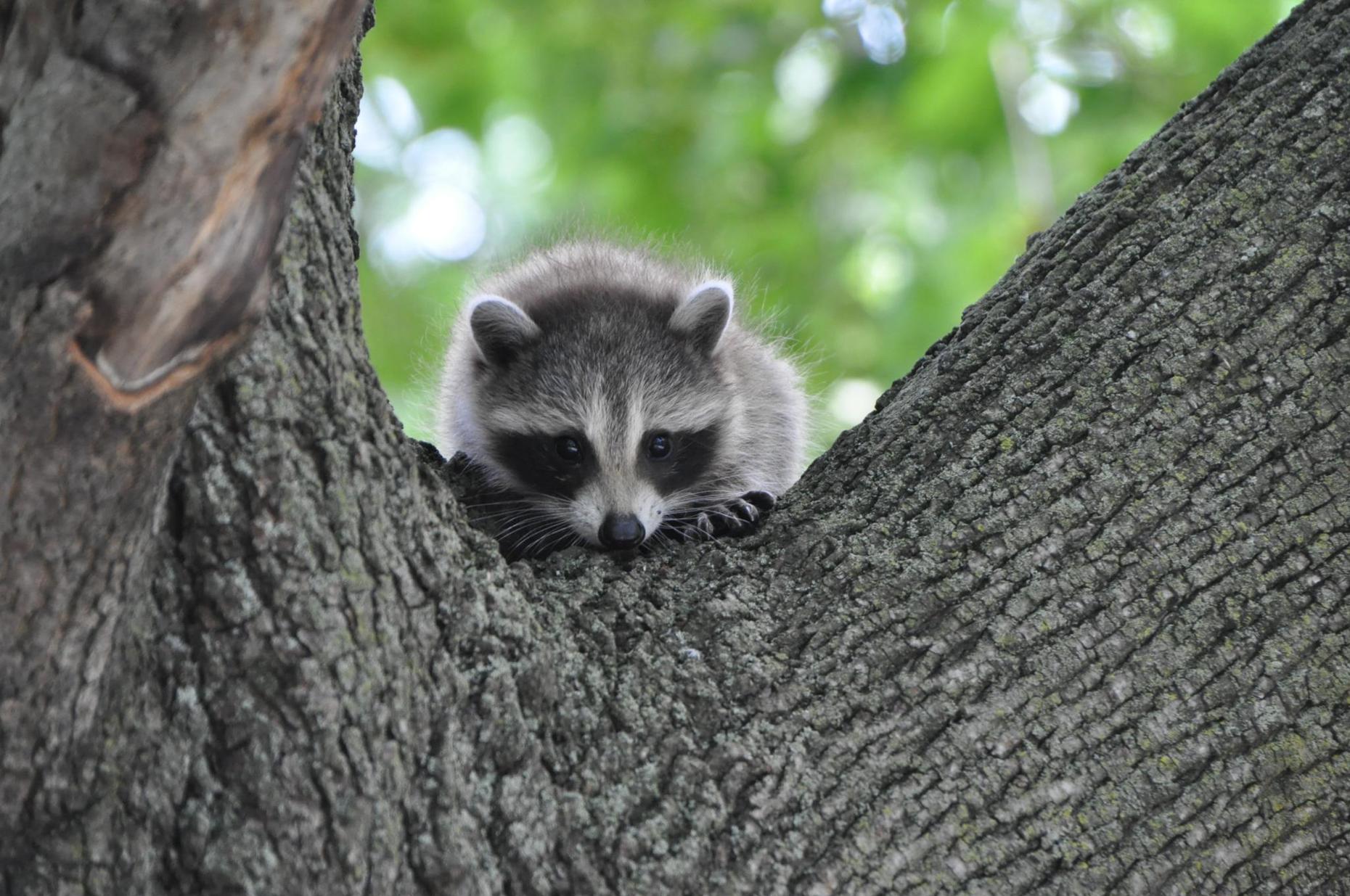 City Proposes Deer Management Plan for Staten Island, WNYC News