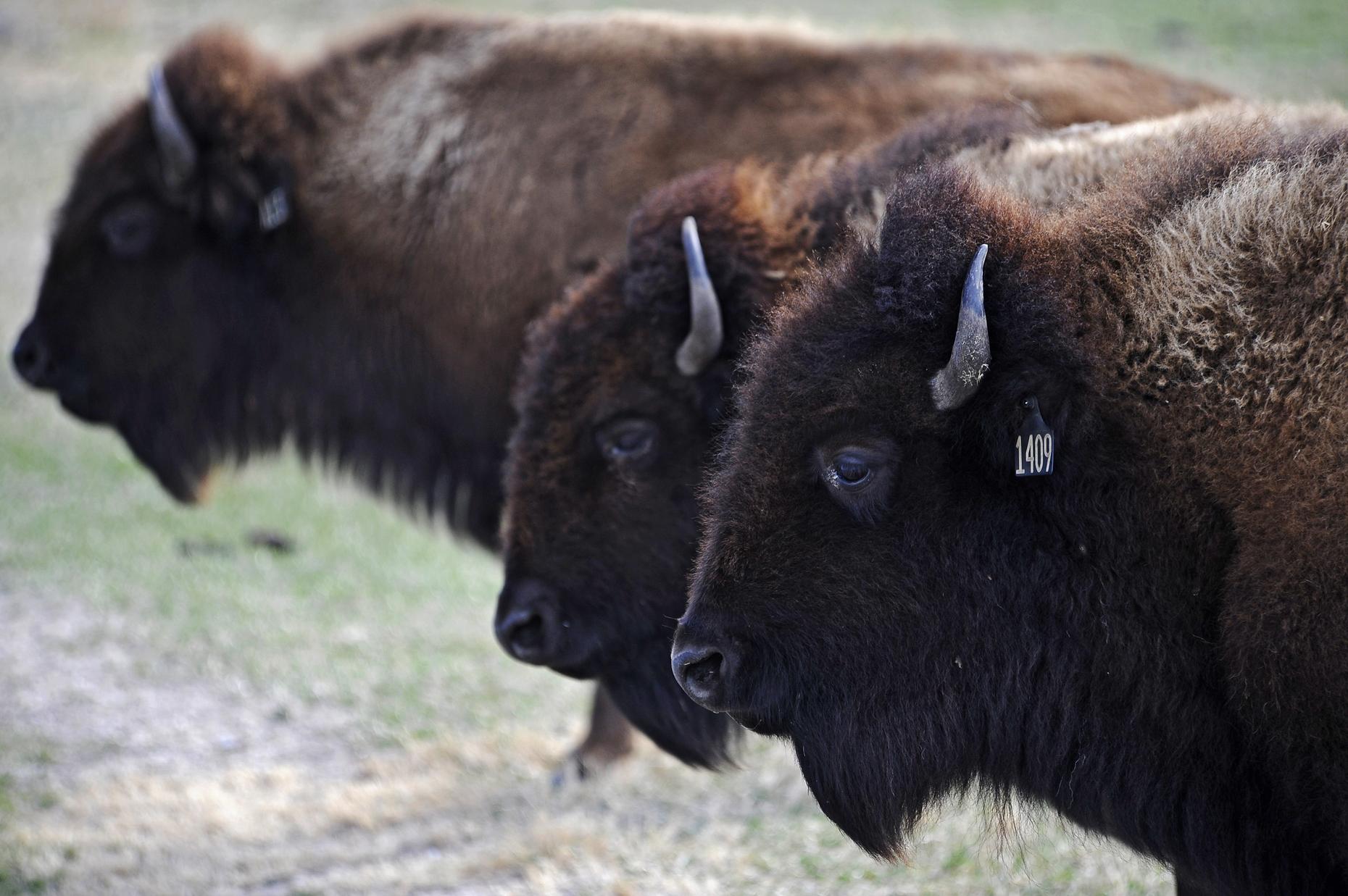 wild republic bison