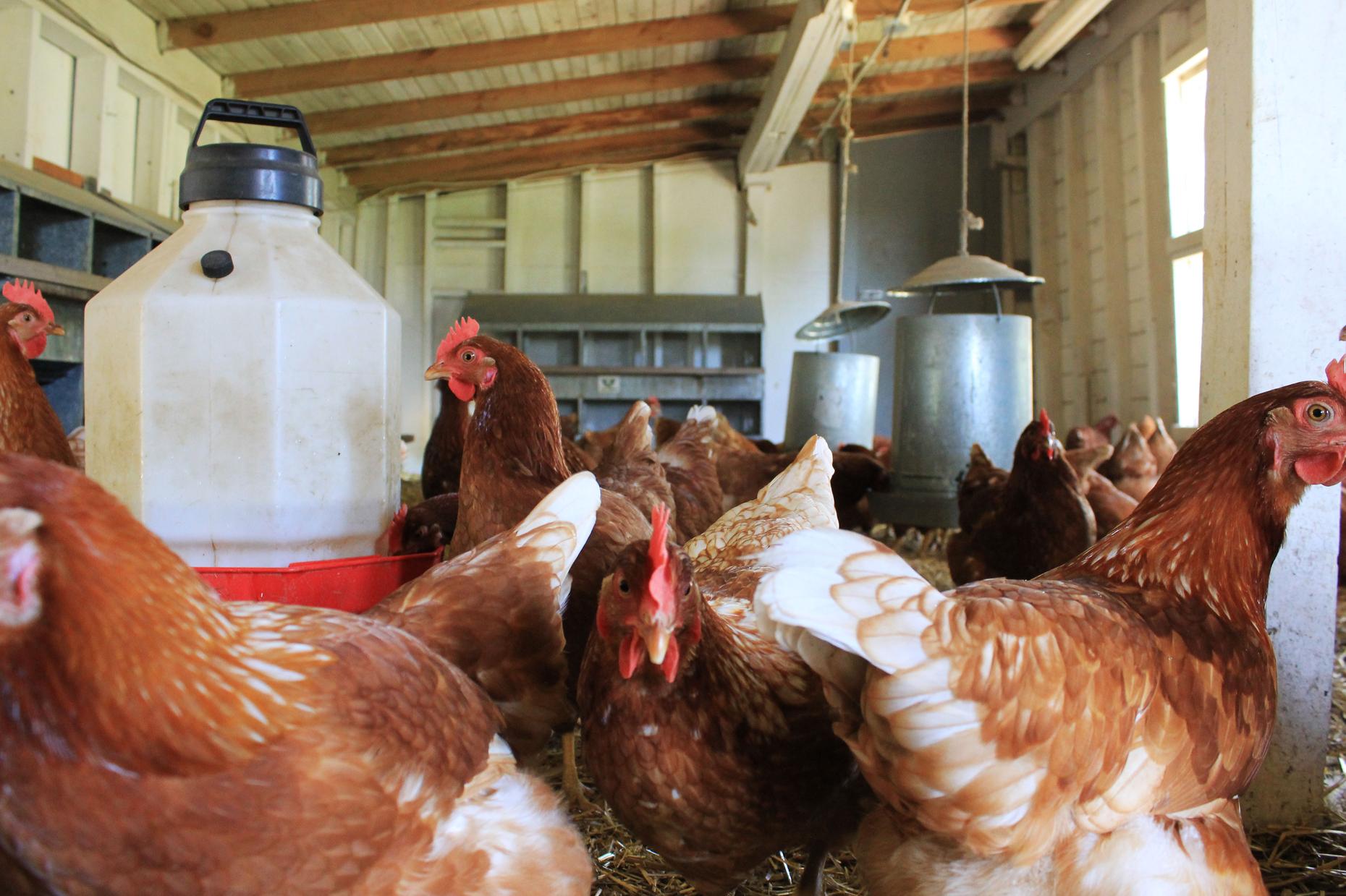 Eggonomics Why are the Eggs so Expensive? The Takeaway WNYC Studios