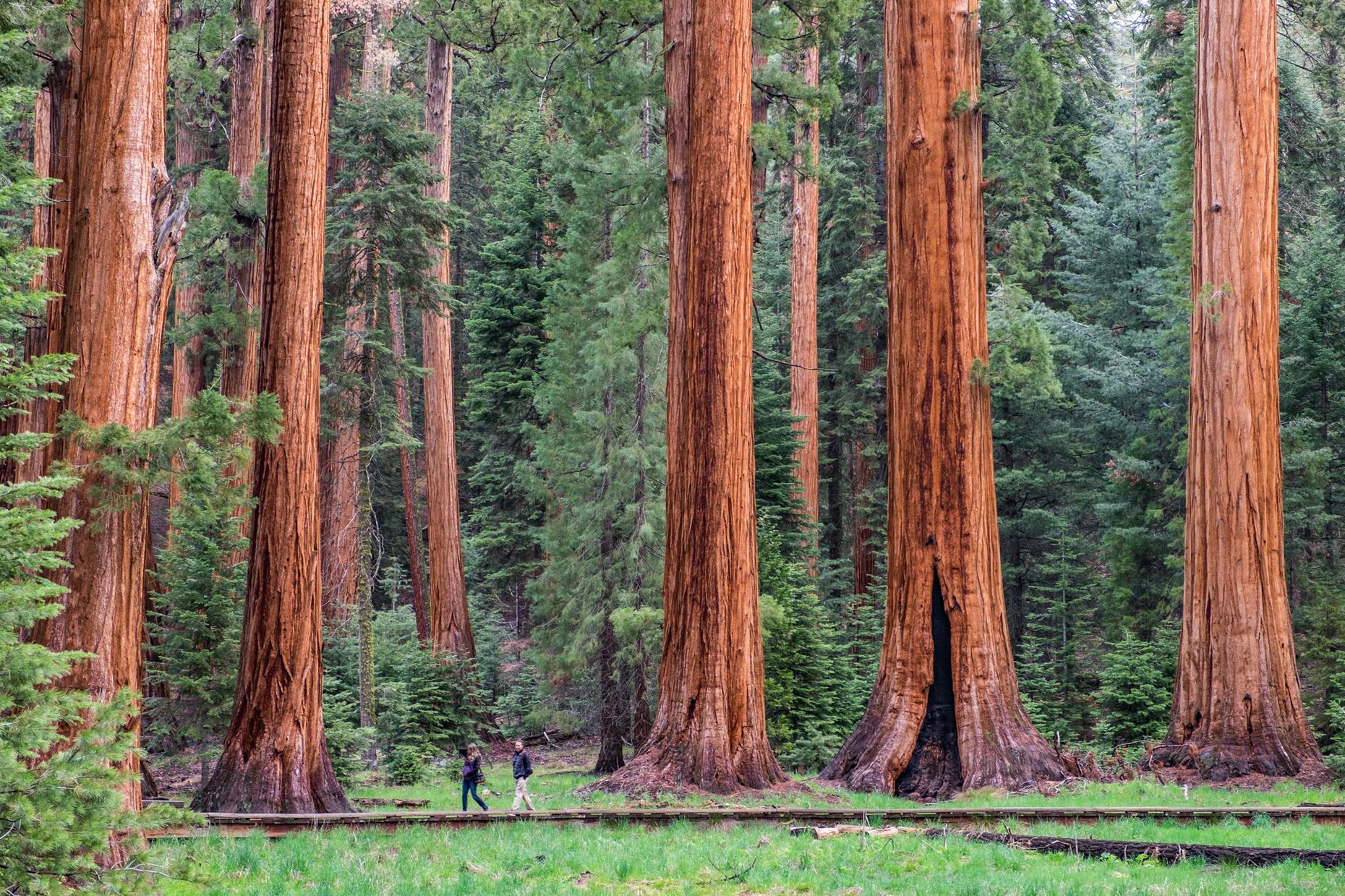 Ancient Trees Are Dying 