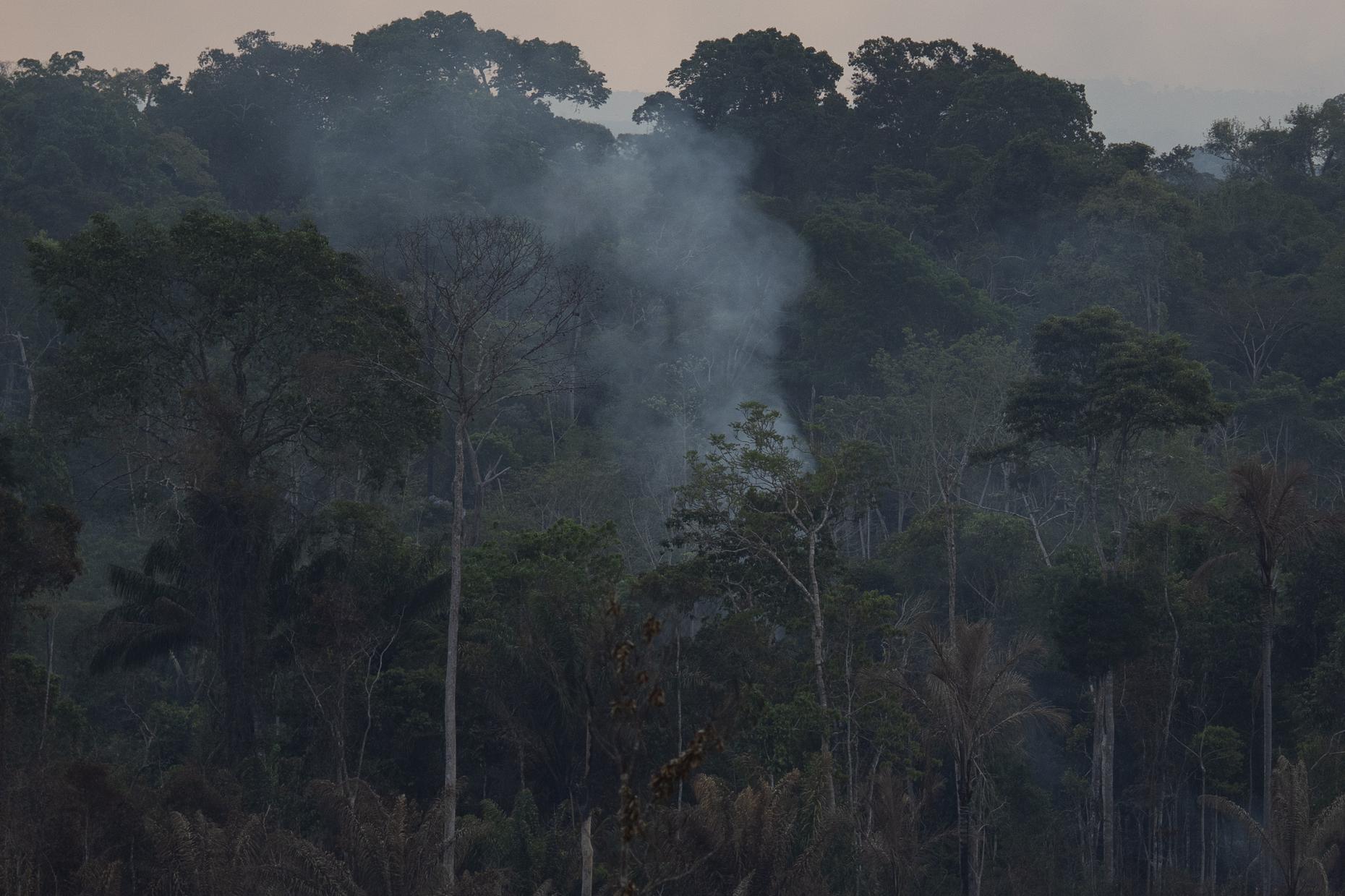 Why Is the Amazon Burning? The Brian Lehrer Show WNYC Studios