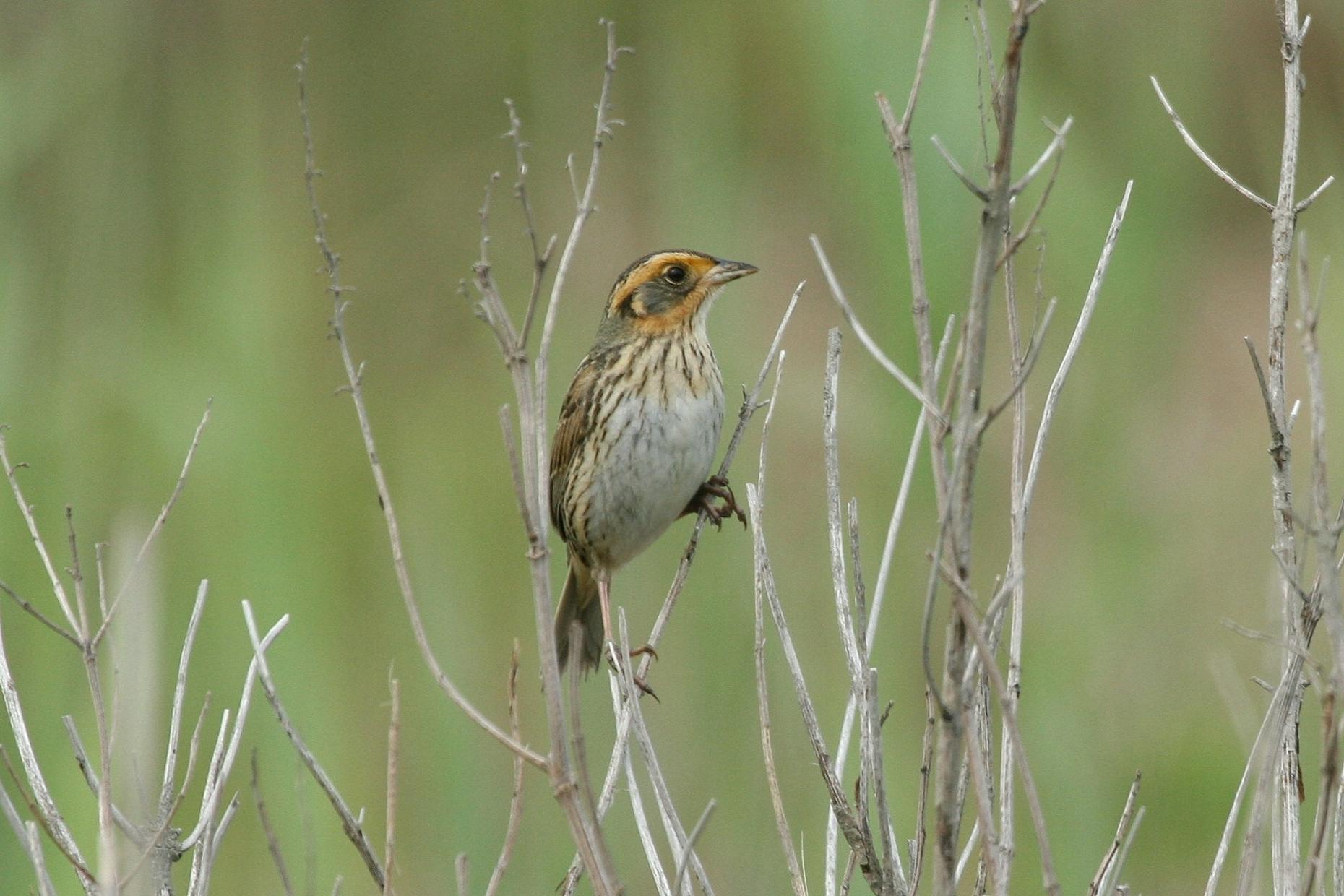 What Are The Small Brown Birds In Nyc