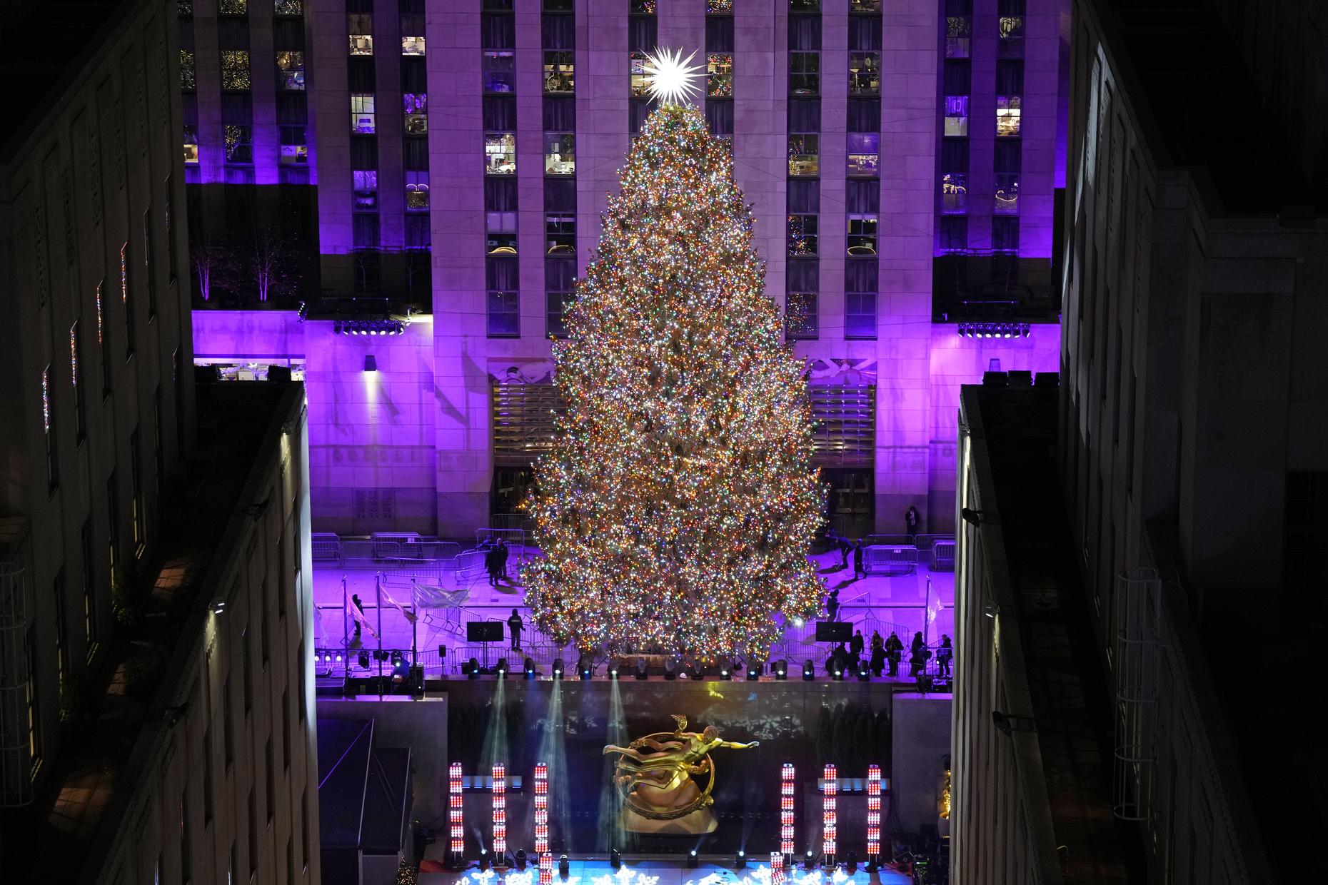 Real vs Fake Trees Which is Better for the The Brian Lehrer