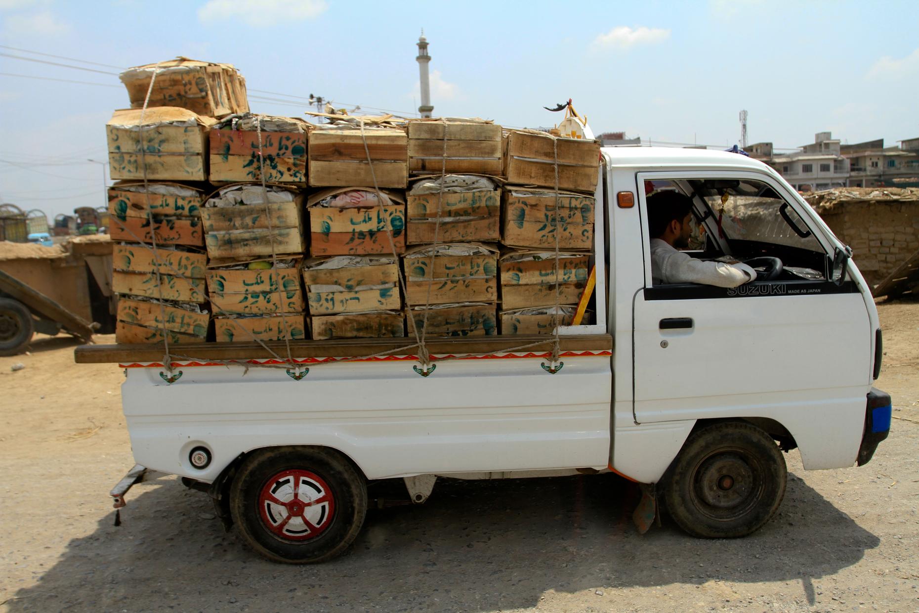 Desperately Seeking Pakistani Mangoes WNYC New York Public Radio