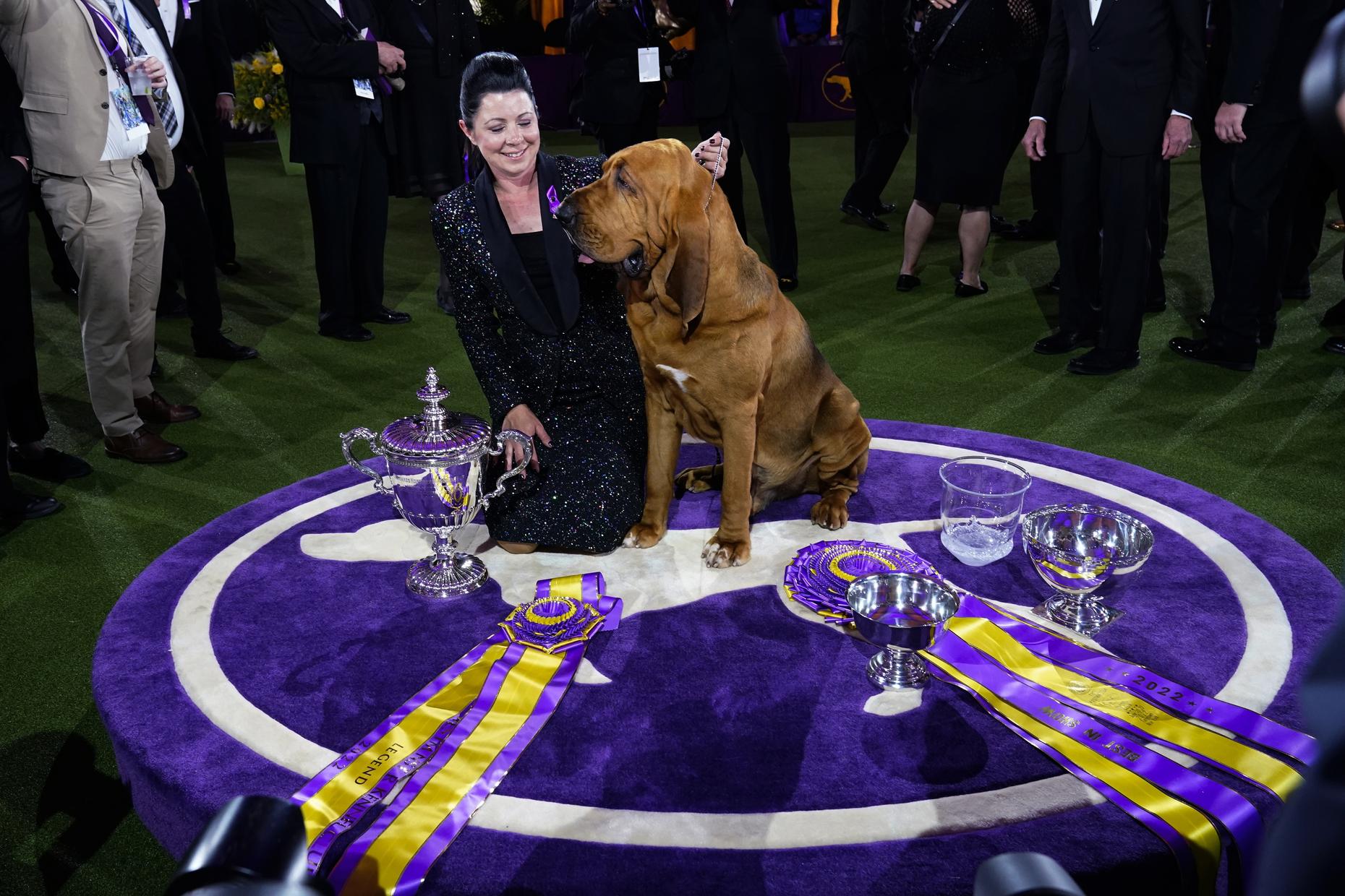 which breed of dog has never won the title of best in show at the annual westminster dogshow