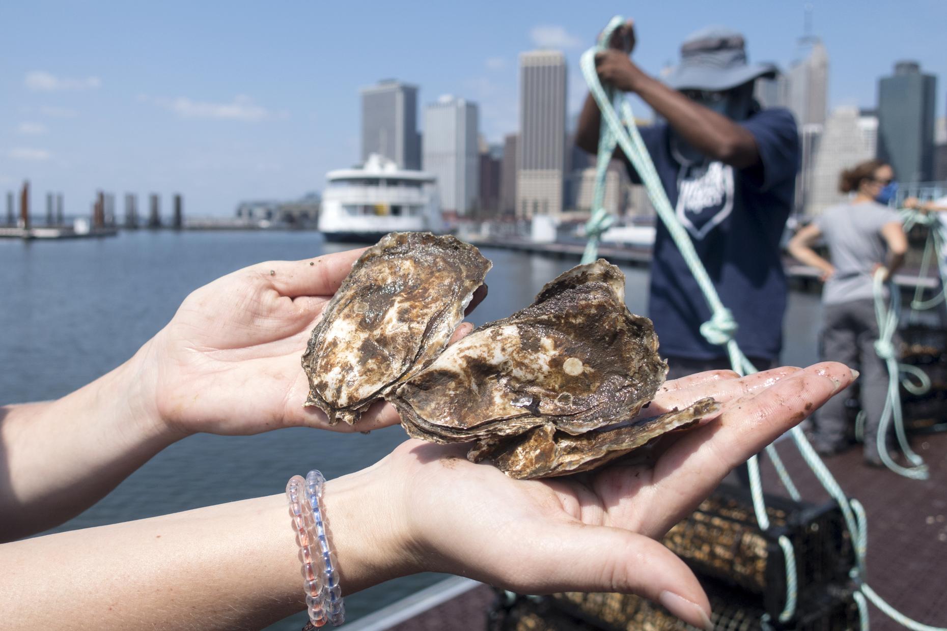 oyster new york harbor