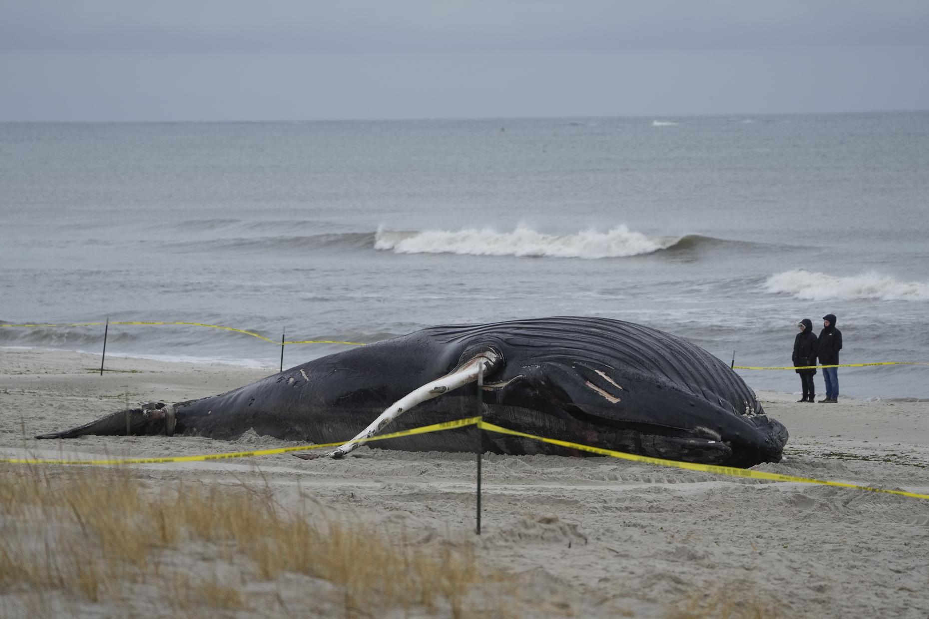 Why Whales Are Dying in NY and NJ | The Brian Lehrer Show | WNYC Studios