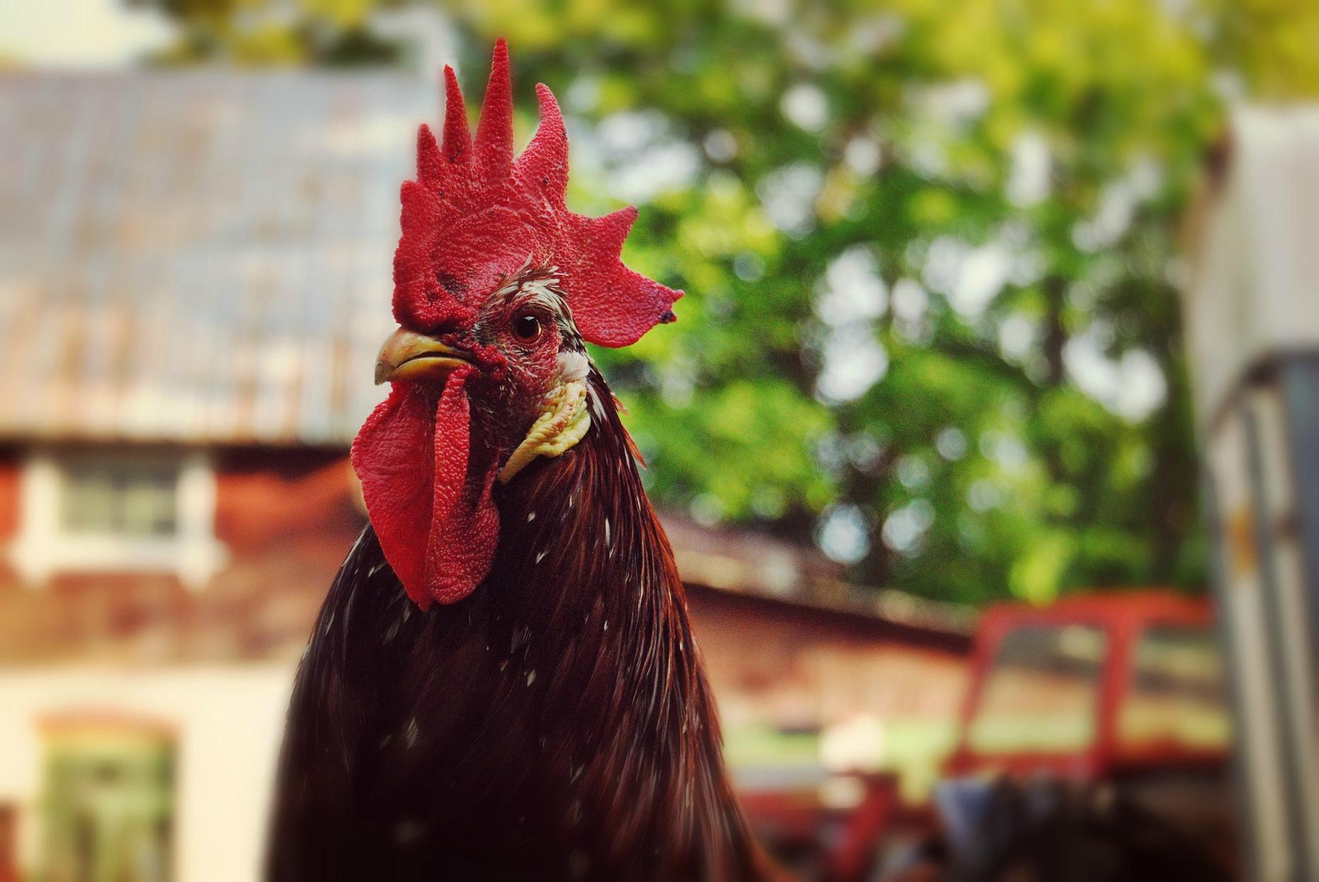 Celebrate the New Year with Songbook songs and facts about Rooster...