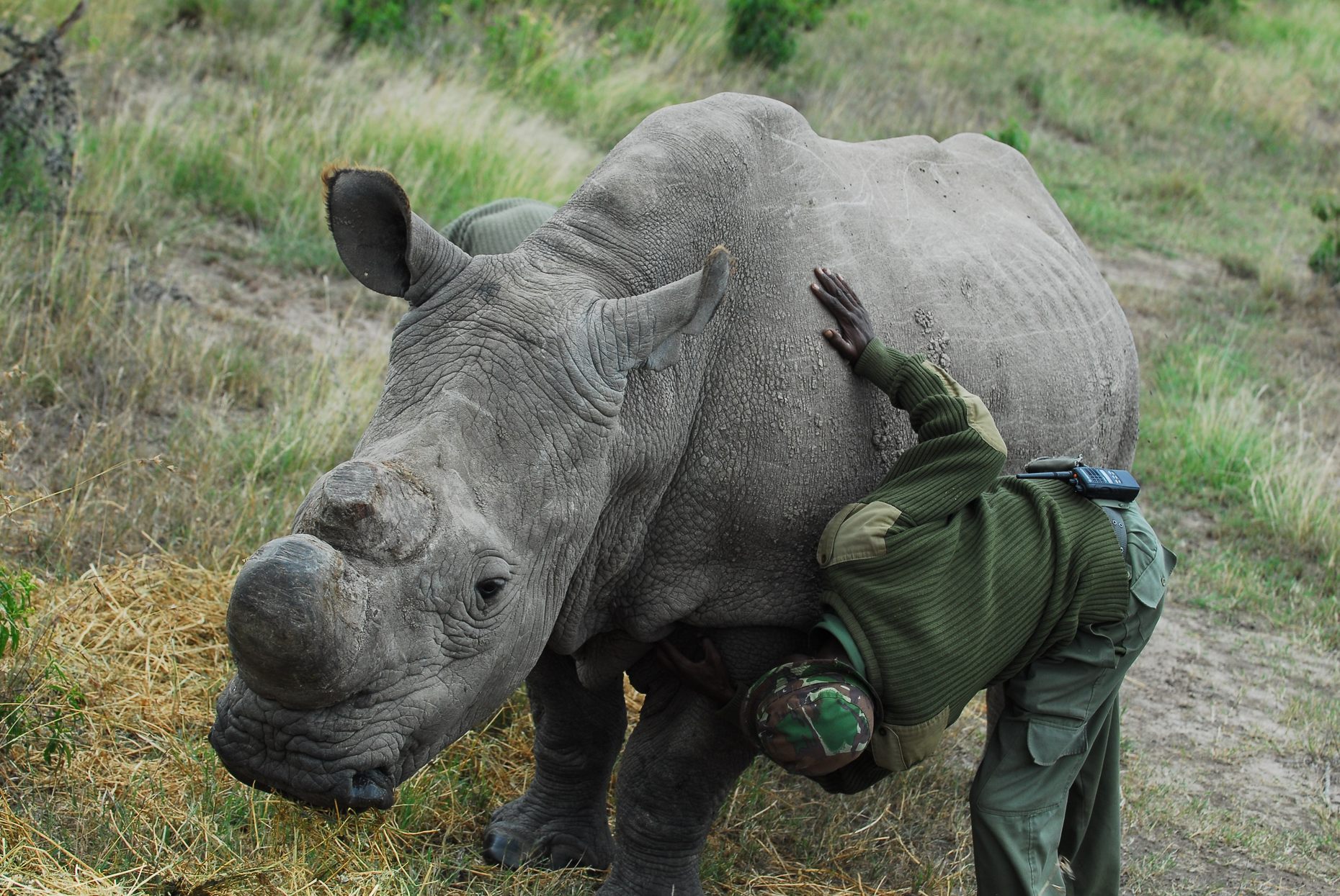 World's Last Male Northern White Rhino Gets Team of Armed Guards | The ...