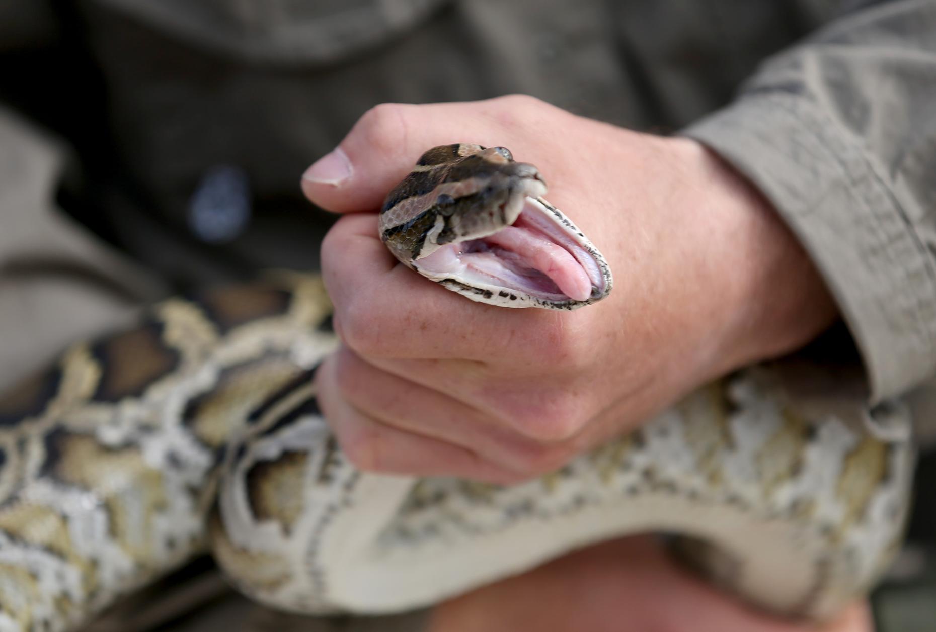 Giant Snakes Have Taken Over The Everglades | The Takeaway | WNYC Studios