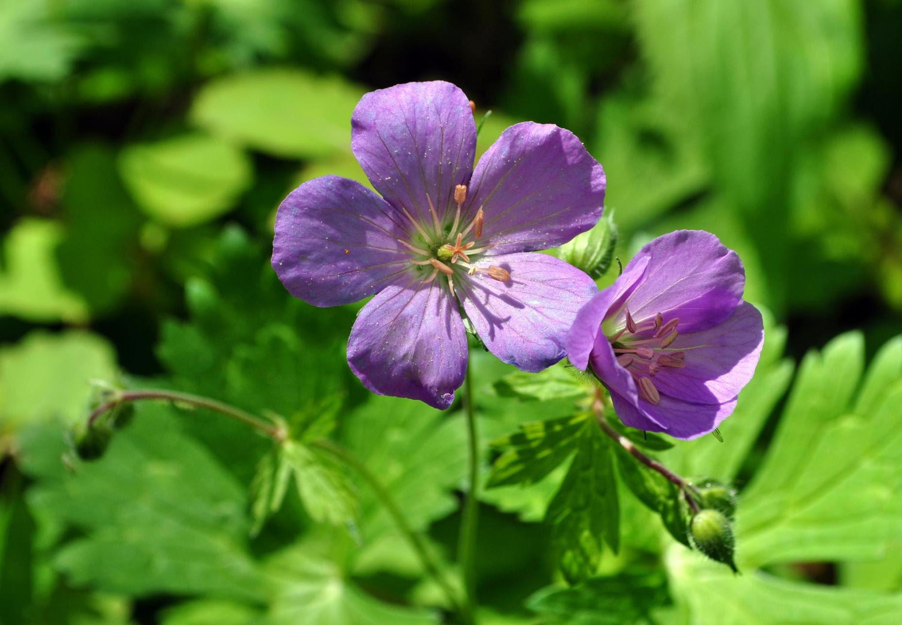 Native Plants  NYC Wildflower Week