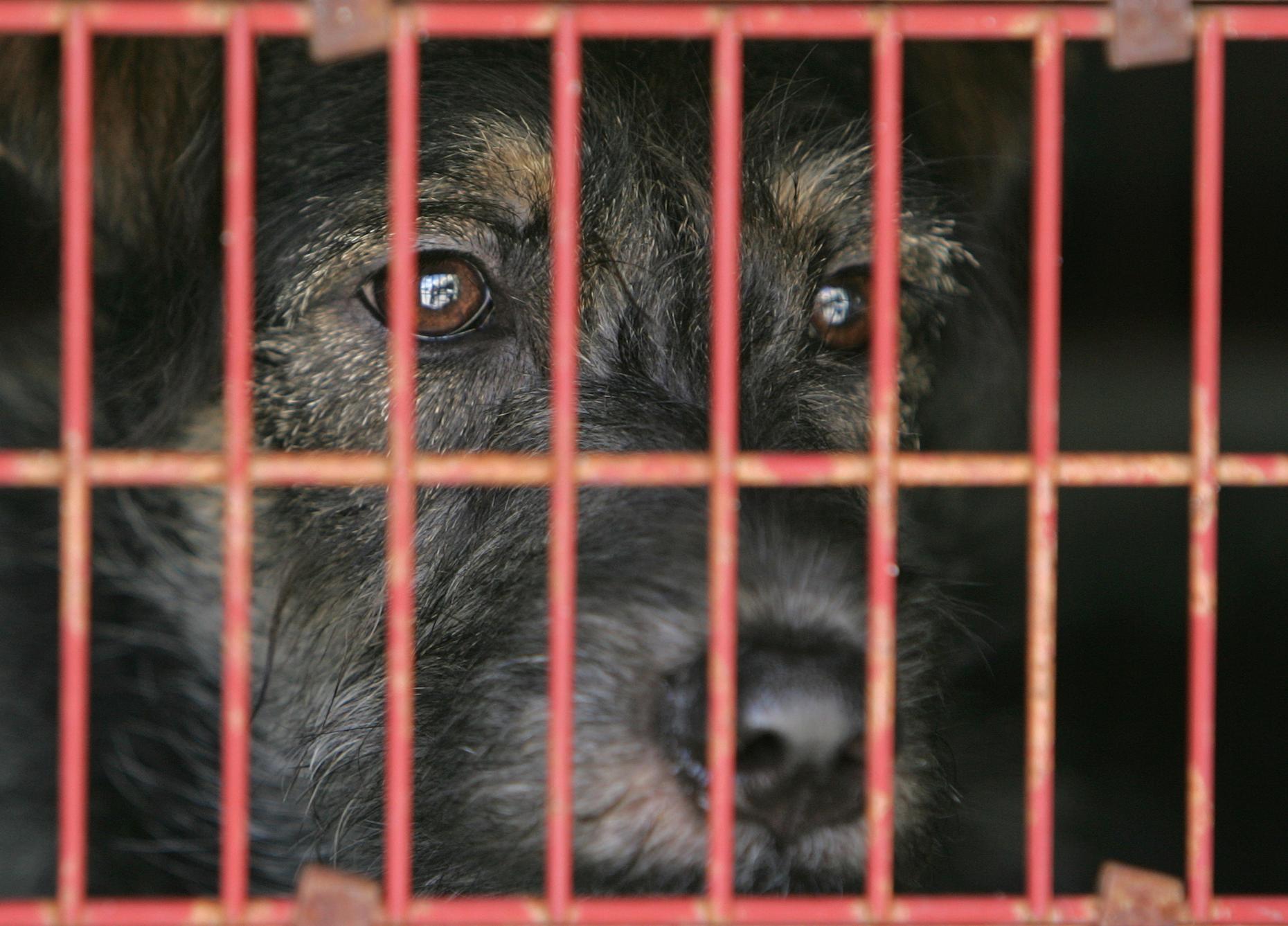The Secret Lives of Dogs Unsafe Shelters and Breeders