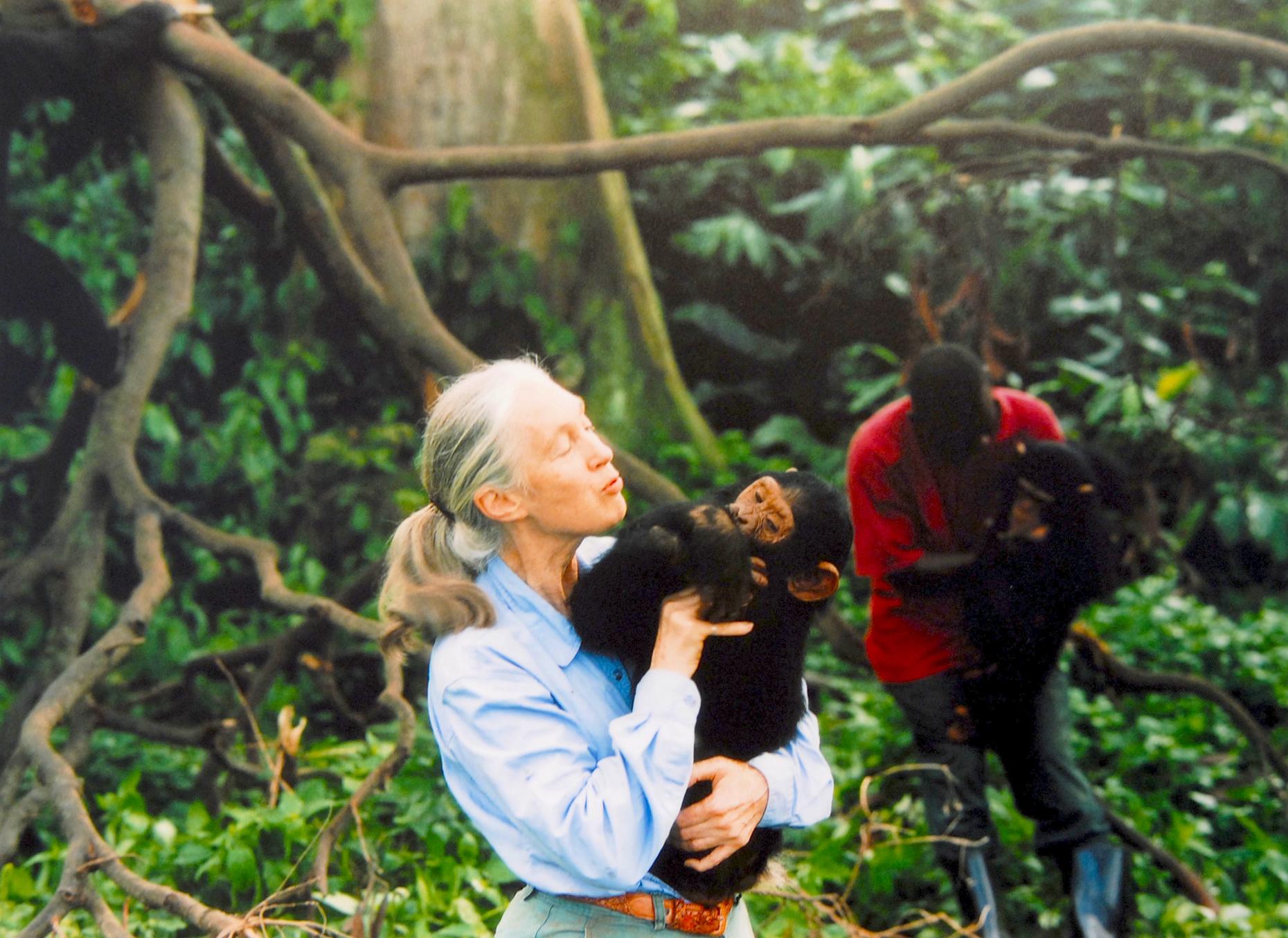 Dr. Jane Goodall on Her Lifelong Work and New Film 'Monkey Kingdom ...