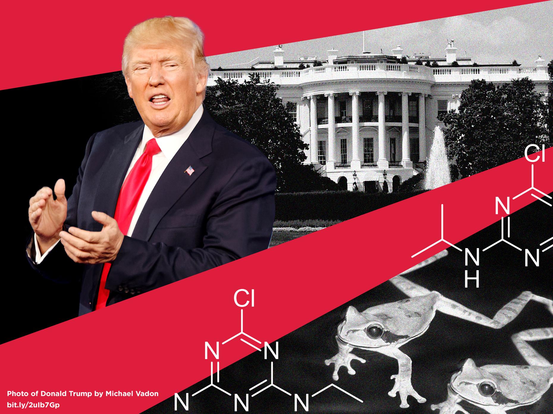 Trump Inc.: Trump, the Ex-Lobbyist and 'Chemically Castrated' Frogs