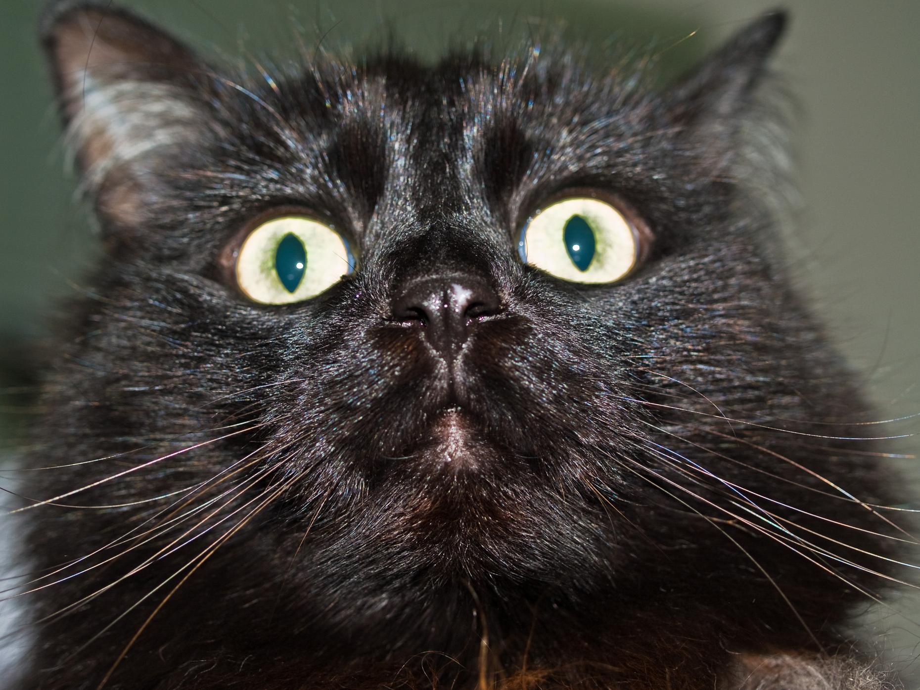 A Cat s Fugue For Your Feline Friend WQXR Editorial WQXR