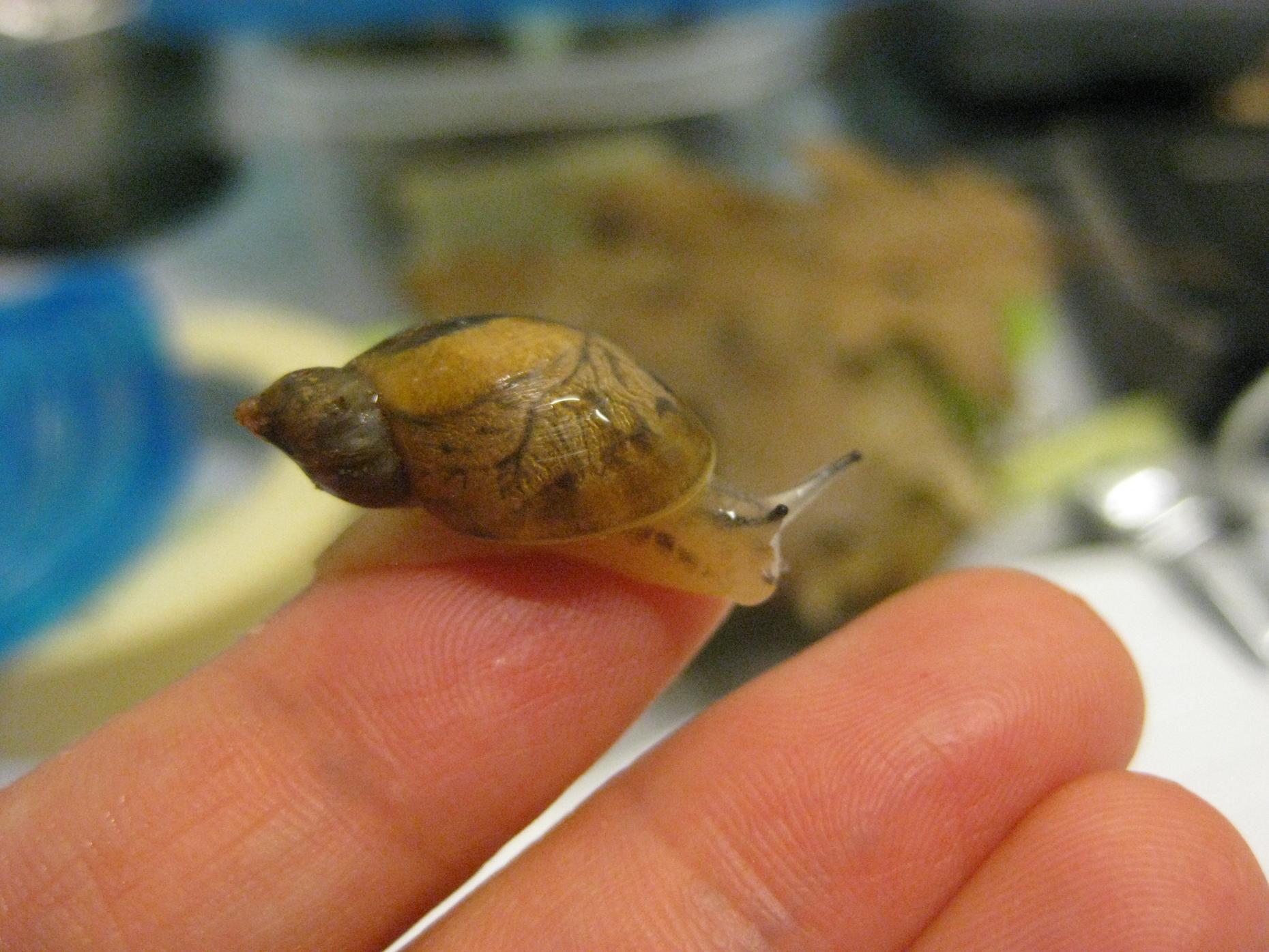 A Big Effort To Save Tiny Snails Hypothesis WNYC