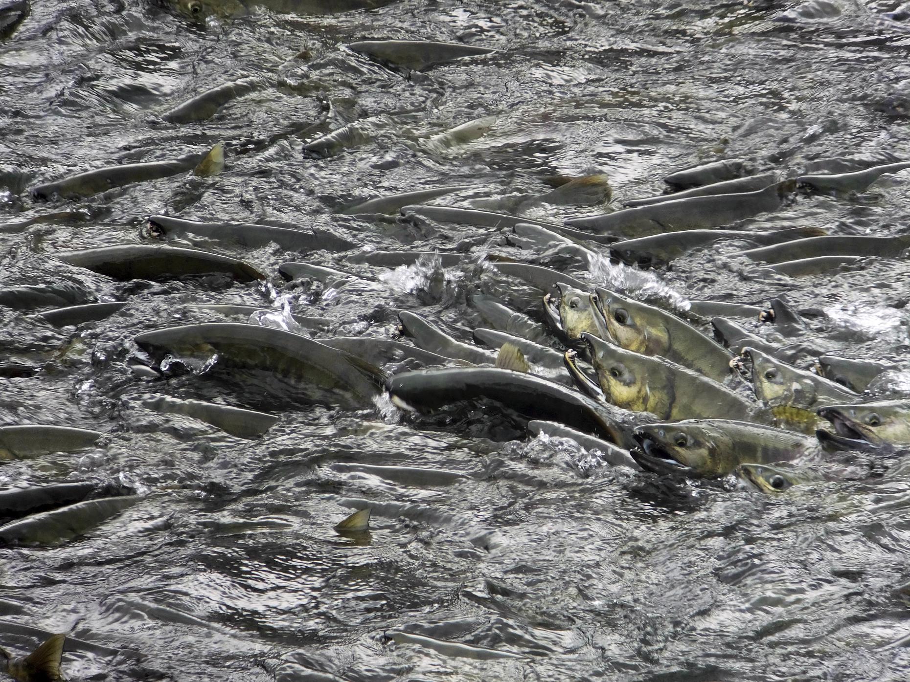 Alaskans to Vote on Salmon Habitat Regulations The Takeaway WNYC