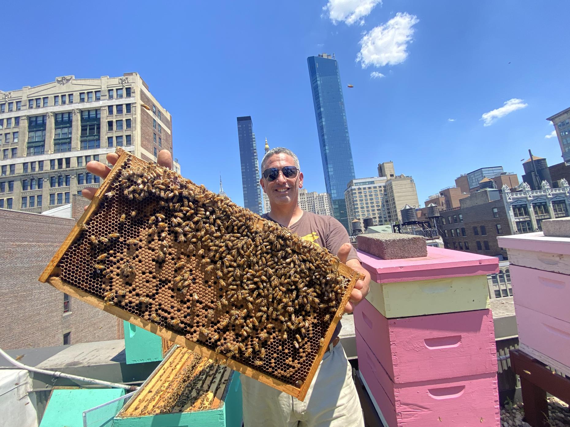 Ask an Expert Urban Beekeeping in New York City All Of It WNYC