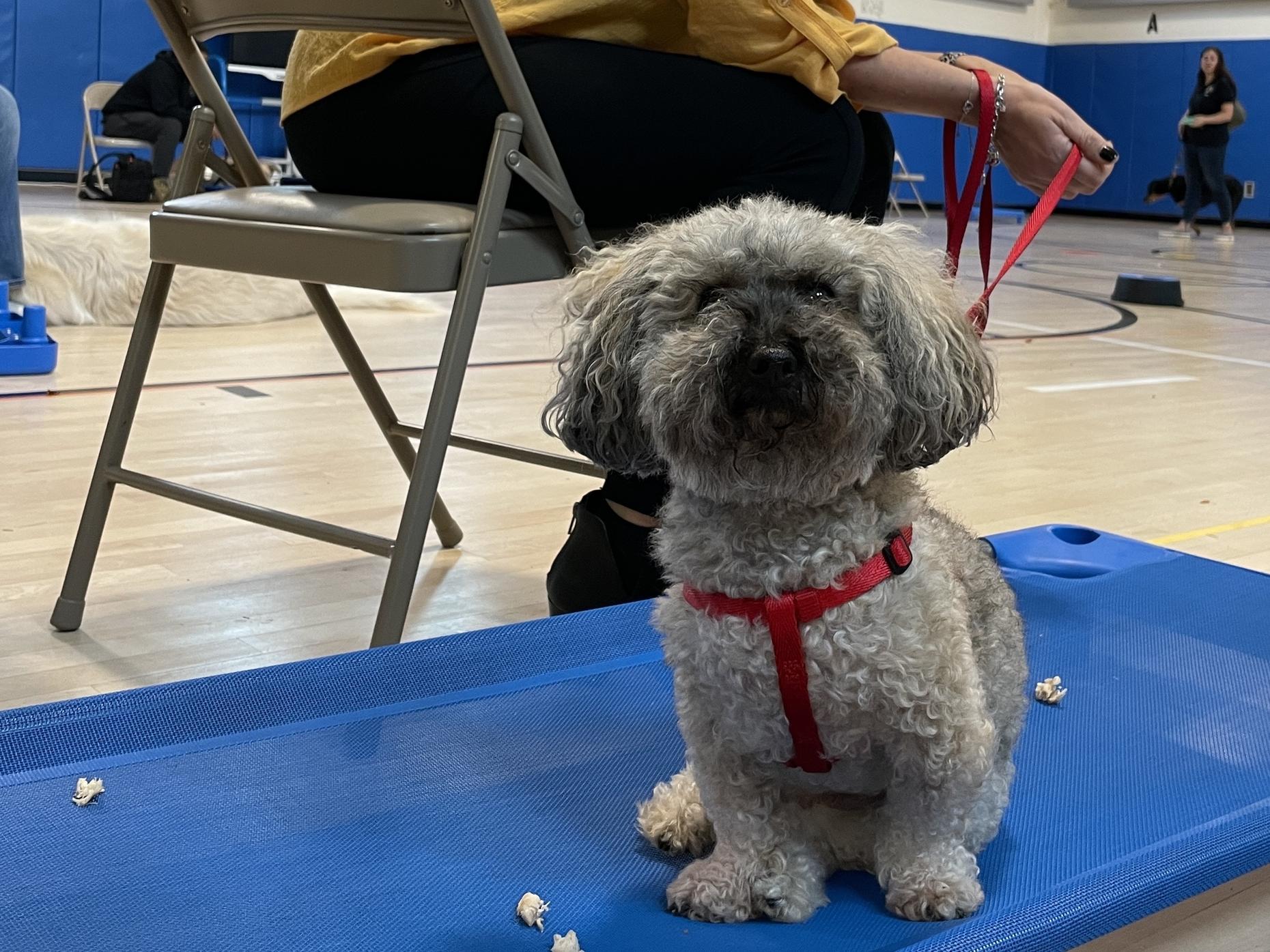 Good Things: Comfort Dogs In Training | WNYC | New York Public Radio ...