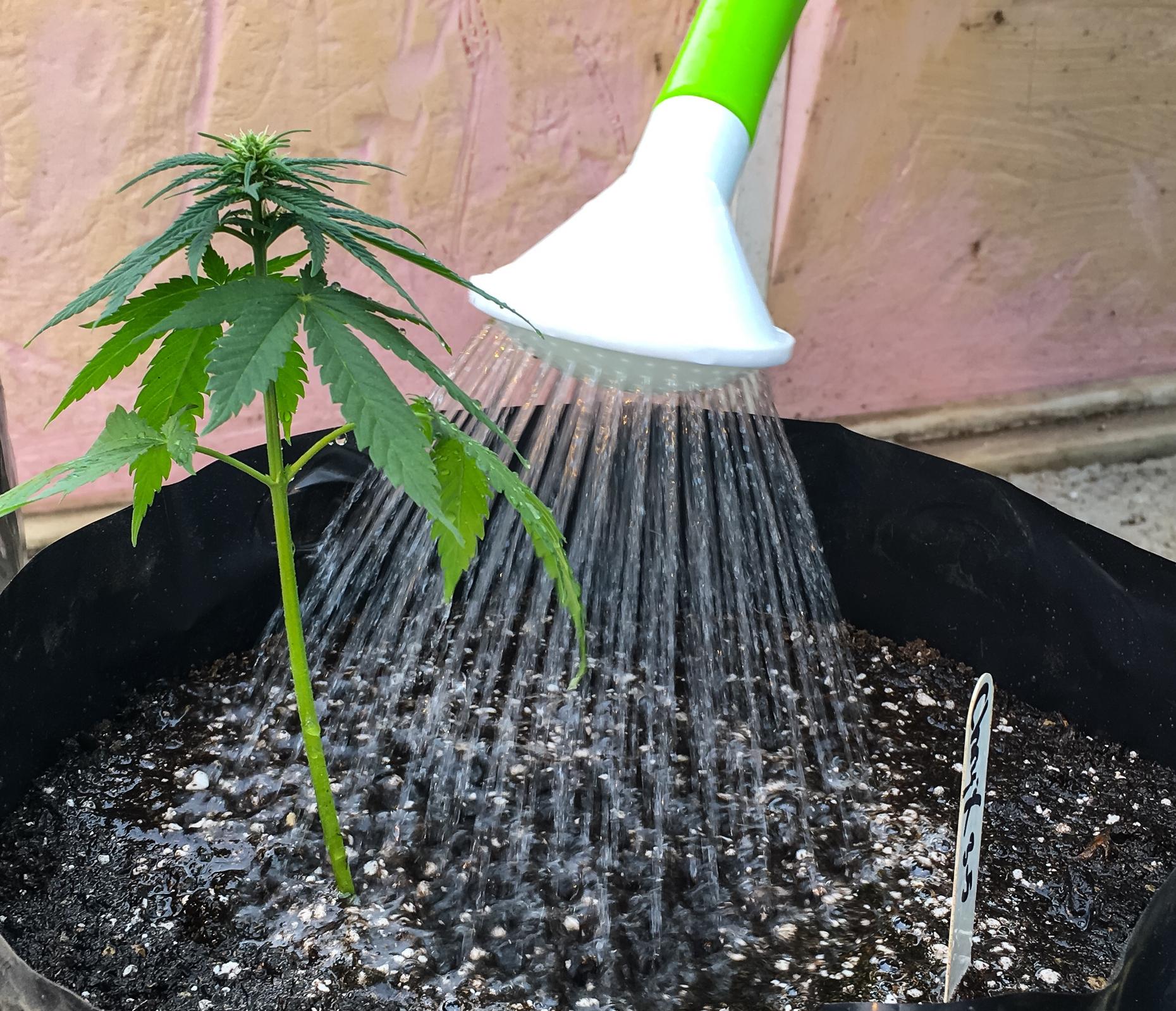 Сколько поливать марихуану как выглядят семена марихуаны