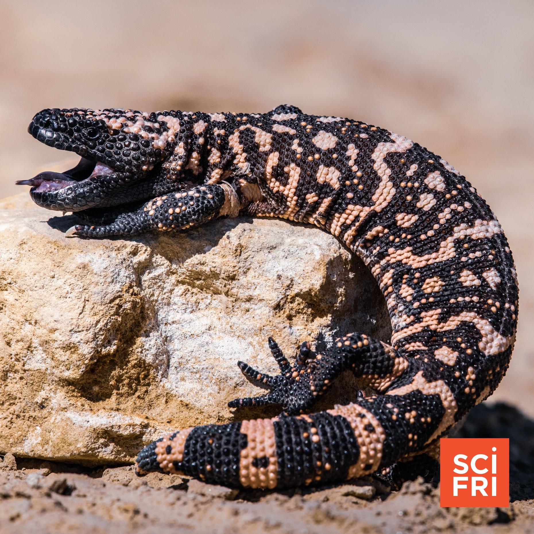 Meet the drug developer taking on wildlife diseases | Science Friday ...