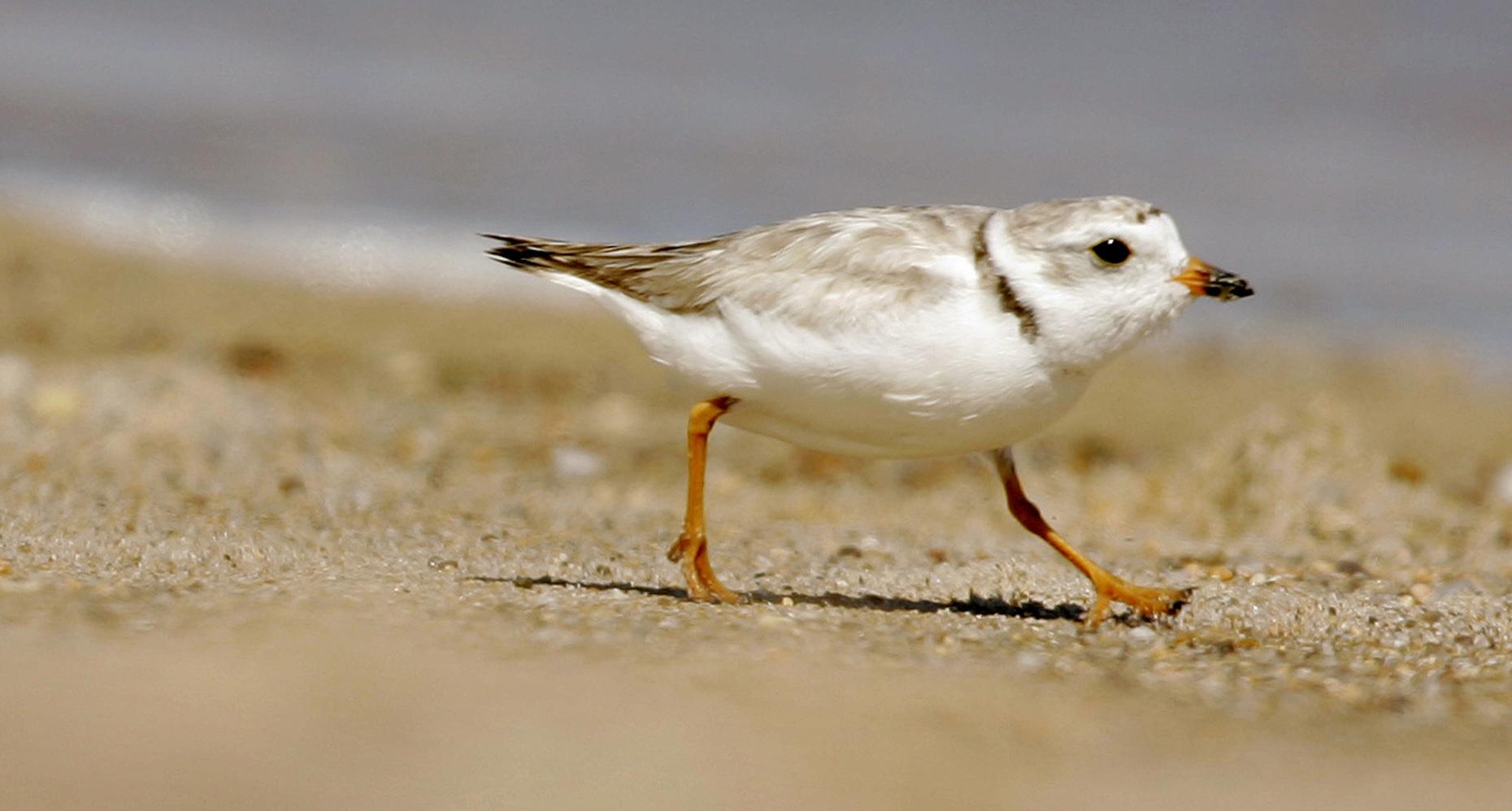 Protecting Piping Plovers The Brian Lehrer Show Wnyc