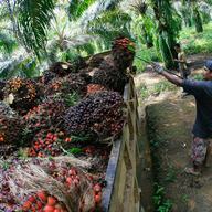 A worker loads a truck with newly harvested oil palm fruit for Crude Palm Oil (CPO) on June 24, 2011 in Bintan, Indonesia.