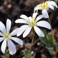 Bloodroot
