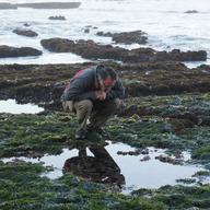 Anthony Barnosky studies a tidal pool at the Fitzgerald Marine Reserve in Moss Beach, CA.
