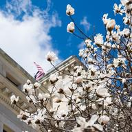 Spring blossoms bloom in front of Essex County Courthouse in Newark, NJ. Springtime, flowers, New Jersey, government