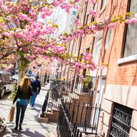 Pedestrians walk under blooming tree branches in SOHO.