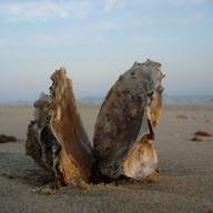 Oyster Shell