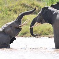 An Elephants society in Amboseli National Park, Kenya