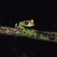 MADAGASCAR - 1995/01/01: Madagascar, Perinet Reserve, Rainforest, Grass Frog At Night. 