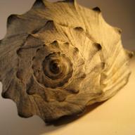 Seashell Spiral