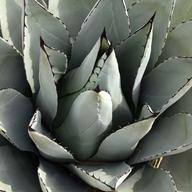 Agave