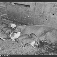 Pigs on a 1940s farm in Washington