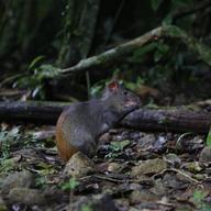 In this photo taken Aug. 13, 2010, an agouti rodent eats around roots and trees in Brownsberg Nature Park, about 80 miles south of Paramaribo, Suriname. 