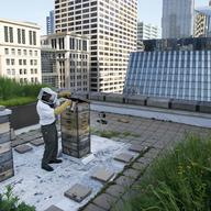 In this photo taken Tuesday, July 12, 2011, beekeeper Michael Thompson, applies smoke, to settle down the more than 1000,000 bees in a hive on top of City Hall in Chicago.