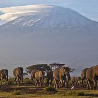 In this file photo of Monday Dec.17, 2012, a herd of adult and baby elephants walks in the dawn light as the highest mountain in Africa, Tanzania's Mount Kilimanjaro, is seen in the background.