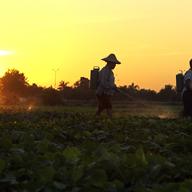 Farmers spray pesticide over peas on a farm during sunset in Naypyitaw, Myanmar, on Tuesday, Dec. 6. 2016. 