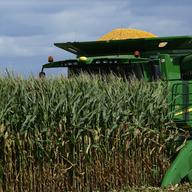 In this Monday, Sept. 1, 2014 photo, a central Illinois corn farmer begins to harvest this years crops of corn in Pleasant Plains, Ill. 