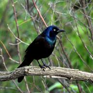 A Common Grackle, spotted in Central Park in May, 2014.