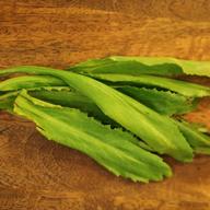 Culantro