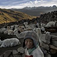 poverty dollar a day Alvaro Kalancha Quispe, 9, opens the gate to the stone pen that holds the family’s alpacas and llamas each morning so they can graze throughout the hillsides during the day. 