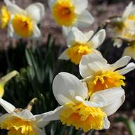 Flowers bloom in spring along the Hudson River in Lower Manhattan.